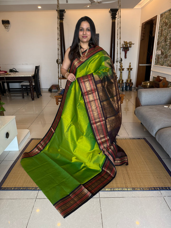 Parrot Green with Brown  rich Kanchi border and grand  Pallu Korvai Silk Cotton Saree