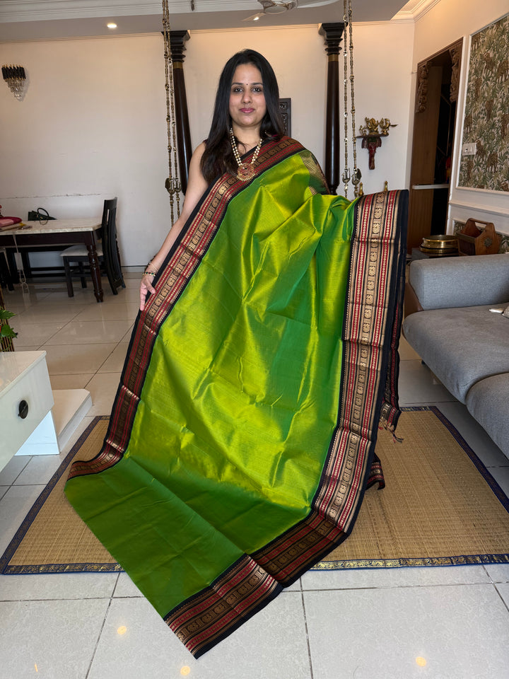 Parrot Green with Brown  rich Kanchi border and grand  Pallu Korvai Silk Cotton Saree